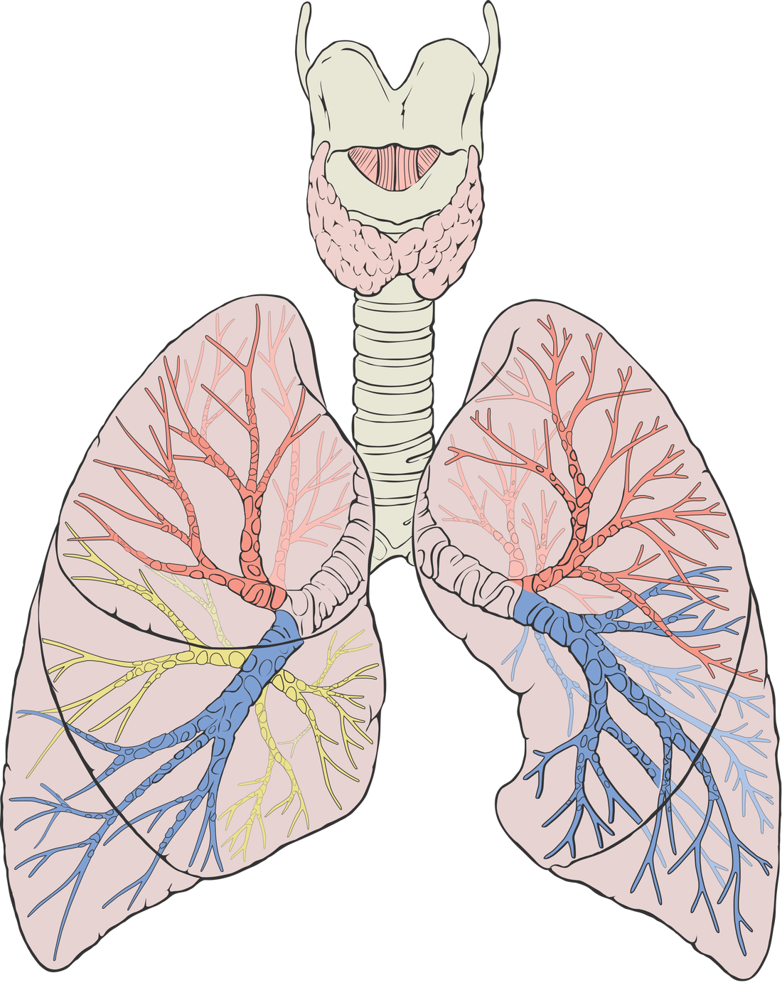 respiratory-system-human-bio-project